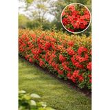 Vasada Japon Ayvası Çit Fidanı 4’lü Set Chaenomeles Japonica (Cydonia Japonica) Tüplü 30-40 cm