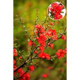 Vasada Japon Ayvası Fidanı Chaenomeles Japonica (Cydonia Japonica) Tüplü 30-40 cm