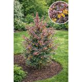 Vasada Kadın Tuzluğu Fidanı Berberis Thunbergii Rose Glow Tüplü 30 cm