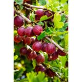 Vasada Kırmızı Bektaşi Üzümü Fidanı Ribes Uva-Crispa Saksılı 70 cm