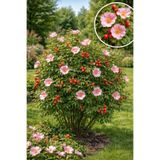Vasada Kuşburnu Fidanı Rosa Canina (Dikenli) Tüplü 40-60 cm
