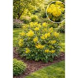 Vasada Mahonia Sarıboya Çalısı Fidanı Mahonia Aquifolium Tüplü 30 cm
