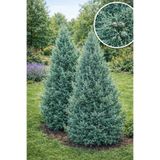 Vasada Mavi Servi Fidanı Cupressus Arizonica Tüplü 100-120 cm