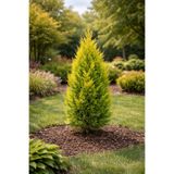 Vasada Mazı Fidanı (Pramit Altuni) Thuja Orientalis Pyramidalis Aurea Tüplü