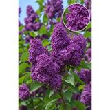 Vasada Mor Çiçekli Leylak Fidanı Syringa Vulgaris Tüplü 30-35 cm