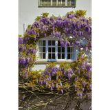 Vasada Mor Salkım Fidanı Wisteria Sinensis Tüplü 40-60 cm