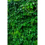 Vasada Sarmaşık Fidanı (Amerikan) Parthenocissus Quinquefolia Virginia Creeper Saksılı 100-120 cm
