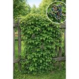 Vasada Sarmaşık Fidanı (Amerikan) Parthenocissus Quinquefolia Virginia Creeper Tüplü 30 cm