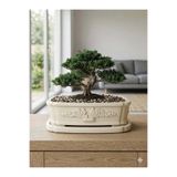 VaseAtelier Bonsai El Yapımı Zemin Büyük Bitki Dekoratif Beton Saksı 9 Lt Bej