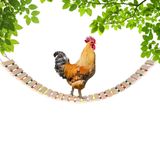 Vehomy Tavuk Kümesi Oyuncak, Tavuk Oyuncağı, Tavuk Merdiveni, Tavuk Salıncağı, Kuşlar, Tavuk Hayvanları, Horoz Civcivler için Levrek L