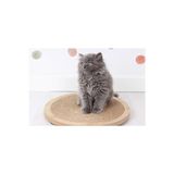 Velmora Vantuzlu Yuvarlak Kedi Tırmalama Tahtası, Pratik ve Güçlü Yapı | Kedi Tırmalaması