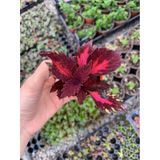 Velvet Red Coleus Mini Yaprak Güzeli Kolyoz Çiçeği Saksıda 1. Kalite