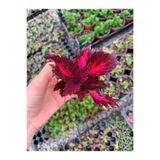 Velvet Red Coleus Yaprak Güzeli Kolyoz Çiçeği