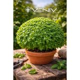 VENİV 100 Adet Top Fesleğen Tohumu- Reyhan