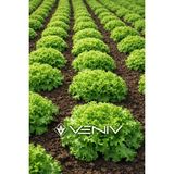 Veniv 400 Adet Kıvırcık Marul Tohumu - 1 Adet