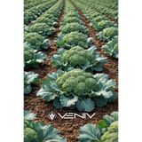 VENİV 50 Adet Brokoli Tohumu-Aldığınız kadar tohum tek pakette gönderilir