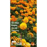 Veniv 50 Adet Kadife Çiçeği Tohumu 2 Paket - 1 Adet