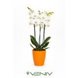 VENİV AGRİCULTURE Dekoratif saksı 2L + Hediye Orkide Yetiştirme Şeffaf Saksı
