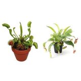 Venus Fly Trap Nepentes Etobur Tohumu Sinek Kapan Tohumu Ekim Seti 10 Tohum Saksı Toprak Kombin