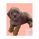 VenüsTakı "kemik" Şeklinde Mor Tasma - Zilli - Lilac Dream Glitter - Isimli Kedi/ Küçük Irk Köpek Tasması