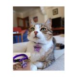 VenüsTakı "yıldız"mor Tasma - Zilli - Feminist Purple Glitter - Isimli Kedi Tasması/ Küçük Irk Köpek Tasması