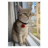 VenüsTakı "yuvarlak" Şeklinde siyah Tasma Zilli red glitter -Isimli Kedi Tasması/ Küçük Irk Köpek Tasması