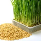 Vera Concept Store Buğday Çimi Tohumu 1 kg Doğal Buğday Çim Tohumu Çimlendirmelik Buğday