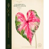 Verdant Editions No. 5: Caladium × hortulanum 'Pink Beauty' Botanical Journal