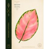 Verdant Editions No. 7: Aglaonema ‘Lady Valentine’ Botanical Journal: Inspired Botanical Study