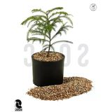 Vermikülit - 3 Litre Kapasite ile Bahçe ve Tarım Için Uygun