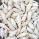 Vertagus Kiloluk Deniz Kabuğu (1 KG)