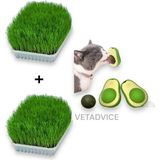 Vet Advice Kedi Çimi Seti 2 Adet Kedi Çimi 1 Adet Kedi Avokado Catnip Set