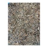 Vet Advice Papağan Muhabbet Kuşı Çekirdek Yemi 1 Kg