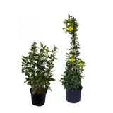 Viburnum Kartopu Çiçeği Fidanı +Sarı Yasemin Çiçeği Fidanı 2'li Bahçe Seti, BTS0001NA2023