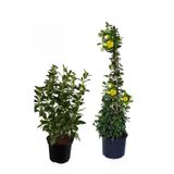 Viburnum Kartopu Çiçeği Fidanı +Sarı Yasemin Çiçeği Fidanı 2'li Bahçe Seti, SRD04022025BYB501