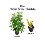 Viburnum Kartopu Çiçeği Fidanı+Altuni Taflan 2'li Bahçe Seti Dış Mekan Bitkileri, SRD04022025BYB825