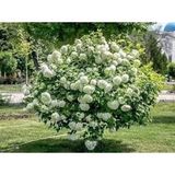 Viburnum Lucido Kartopu Çiçeği Fidanı 30-60 Cm