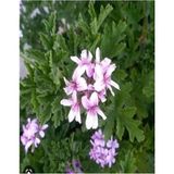 Videolu 1 Adet Açık Pembe Itır Sardunya Çiçeği Fidesi 20-40 cm Saksılı Çiçekli Bodur Bitki Geranium