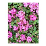 Videolu 1 Adet Açık Pembe Sardunya Çiçeği 15-25 Cm Saksılı Çiçekli Bodur Bitkiler Geranium