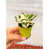 Videolu 1 Adet Adaçayı Kokulu Beyaz Alacalı Sukulent 5-10 cm Tüplü Çiçekli Bodur Bitkiler Succulent