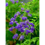 Videolu 1 Adet Ağaç Menekşesi Fidanı Saksılı 65-125CM (Japanese Tree Lilac)