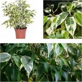 Videolu 1 Adet Alacalı Benjamin Çiçeği 50-60 cm Saksılı Çiçekli Bodur Bitkiler Ficus Benjamina