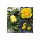 Videolu 1 Adet Anneler Günü Için Hediyelik Sarı Gül Fidanı 20-40 Cm Tüplü Çiçekli Bodur Yellow Rose