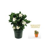 Videolu 1 Adet Anneler Gününe Özel Gardenya Çiçeği 20-30Cm Saksılı Sukulent Hediye Gardenia