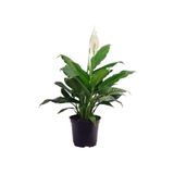 Videolu 1 Adet Barış Çiçeği 50-80 Cm Saksılı Iç Mekan Bitkileri Spathiphyllum