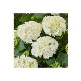 Videolu 1 Adet Bembeyaz Ortanca Çiçeği Fidanı 30-60 cm Saksılı Çiçekli Bodur Bitkiler Hydrangea