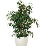 Videolu 1 Adet Benjamin Çiçeği Fidanı 55-60 cm Saksılı Çiçekli Bodur Bitkiler Ficus Benjamina