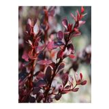 Videolu 1 Adet Berberis Çiti Çiçeği Fidanı 40-60 cm Tüplü Çiçekli Bodur Bitkiler Berberis Vulgaris