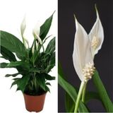 Videolu 1 Adet Beyaz Barış Çiçeği 50-80 cm Saksılı İç Mekan Bitkileri Spathiphyllum