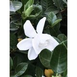 Videolu 1 Adet Beyaz Çiçekli Mis Kokulu Gardenya Çiçeği 20-30 cm Saksılı Iç Mekan Bitkileri Gardenia